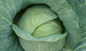 Transam Cabbage (Treated Seed)