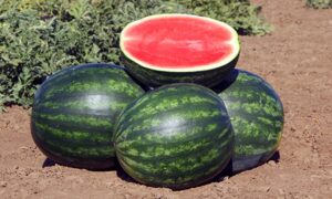 Traveler Watermelon (Treated Seed)