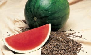 Tri-X Palomar Watermelon (Primed Seed)