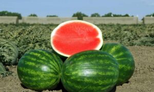 Troubadour Watermelon (Primed)