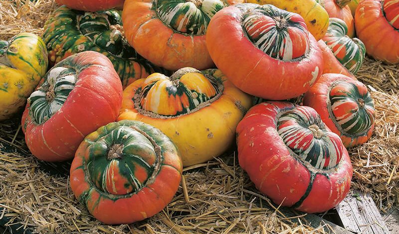 Turks Turban Gourd (Treated Seed)
