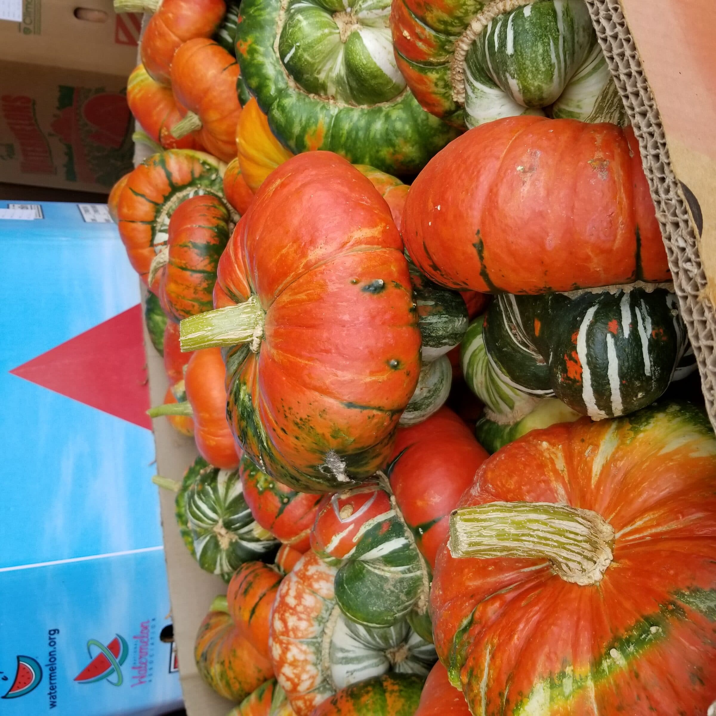 Turks Turban Gourd (Treated Seed) - Image 2