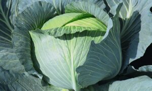 Typhoon Cabbage (Organic)