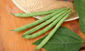Valentino Green Pod Bush Bean (Cruiser Treated Seed)