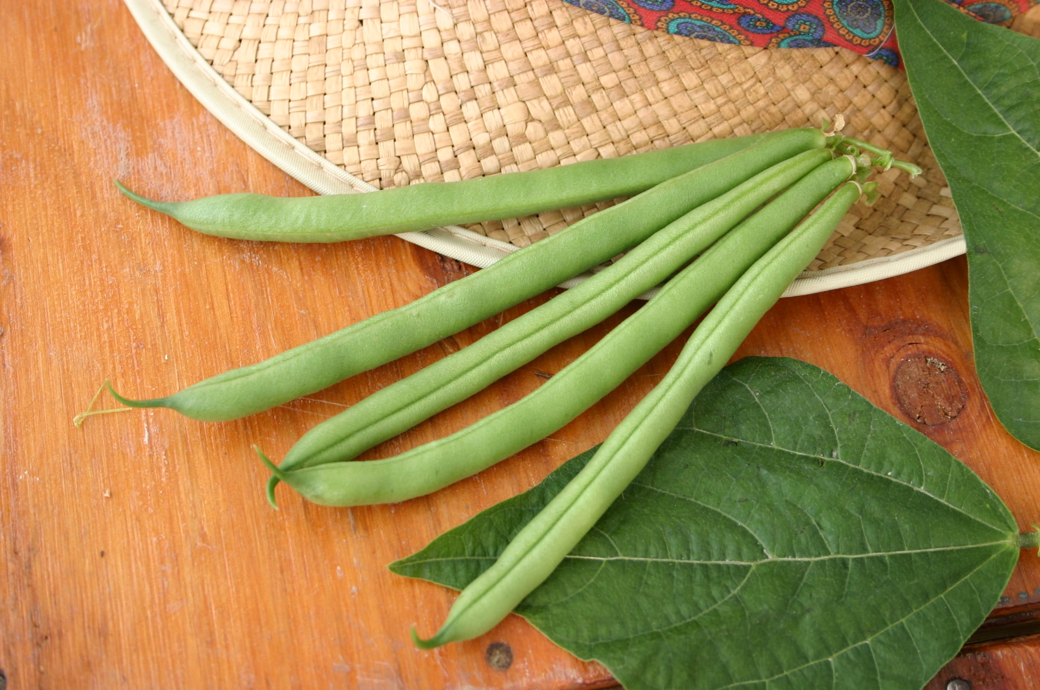 Valentino Green Pod Bush Bean (Cruiser Treated Seed)