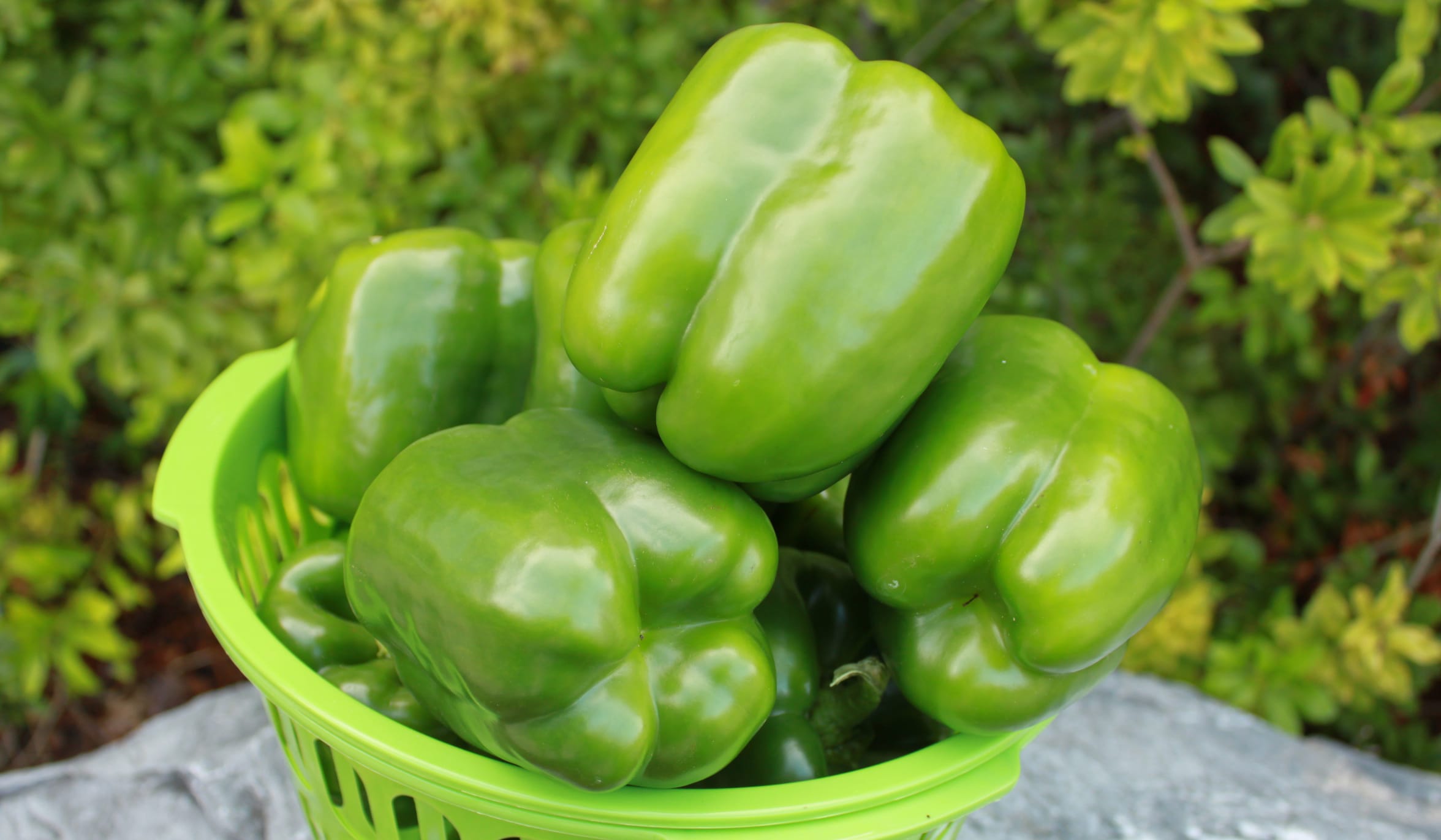 Vanguard Bell Pepper (Pelleted)