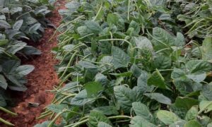 White Acre Cowpea