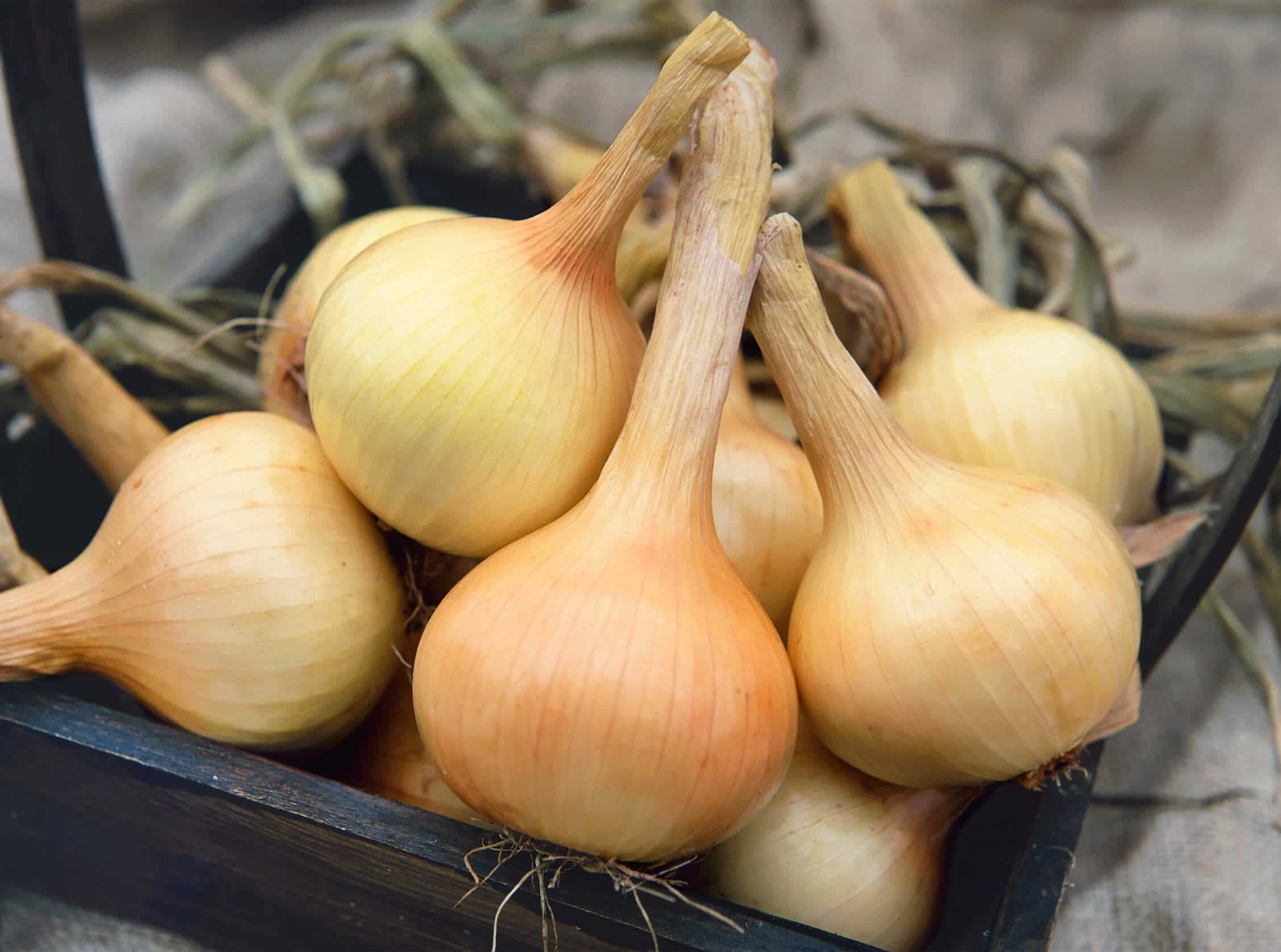 Walla Walla Onion (Treated Seed) Seedway