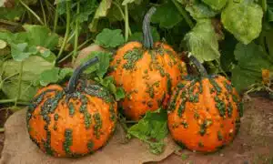 Warty Goblin Pumpkin (Farmore)