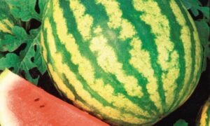 Crimson Sweet Watermelon (Treated Seed)