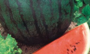 Sugar Baby Watermelon (Treated Seed)