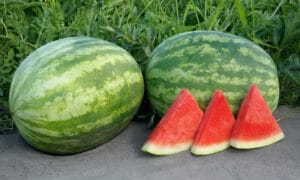 Kingman Watermelon (Primed)