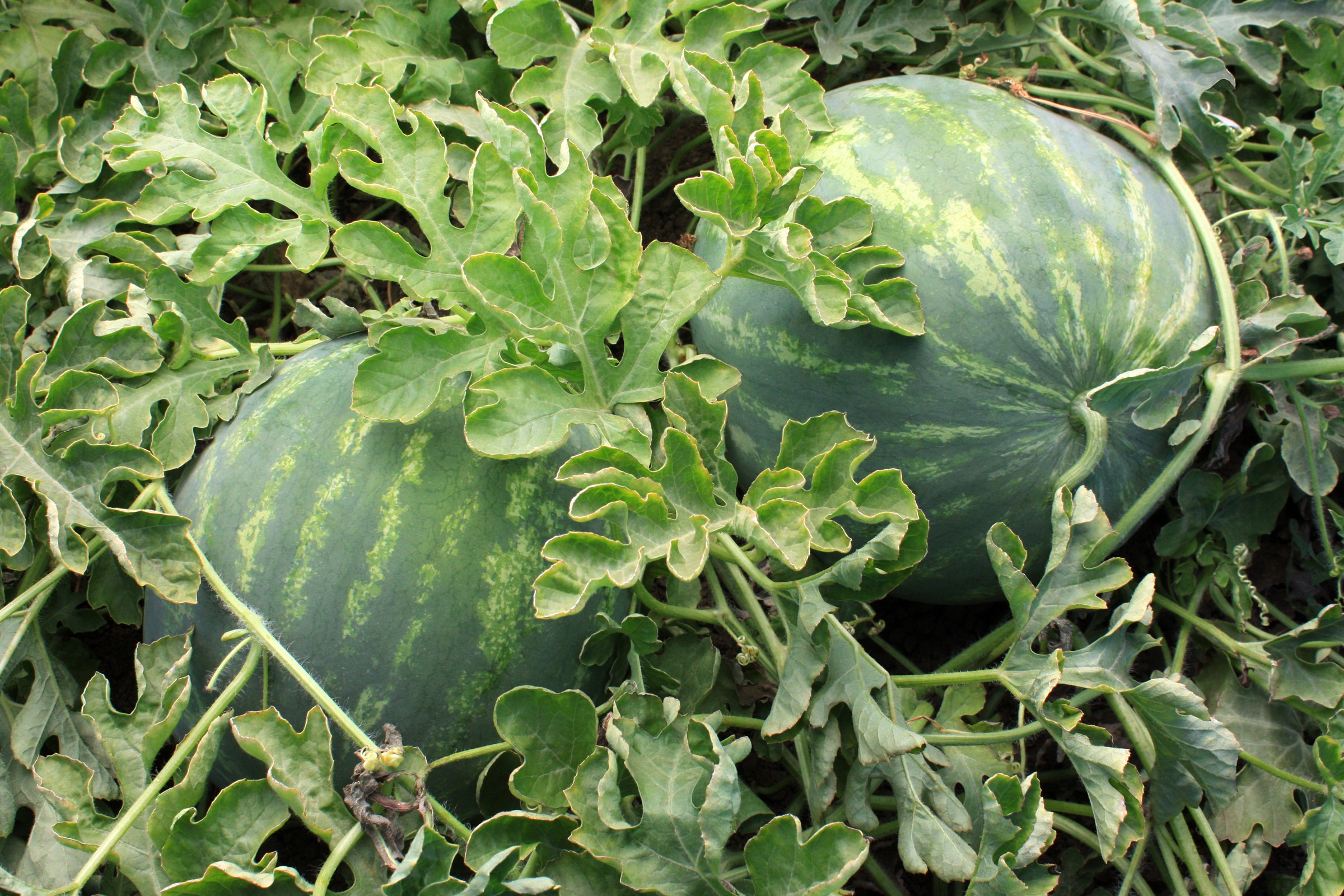 Unbridled Watermelon (Primed) - Image 3