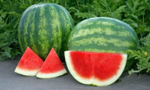 Unbridled Watermelon (Primed)