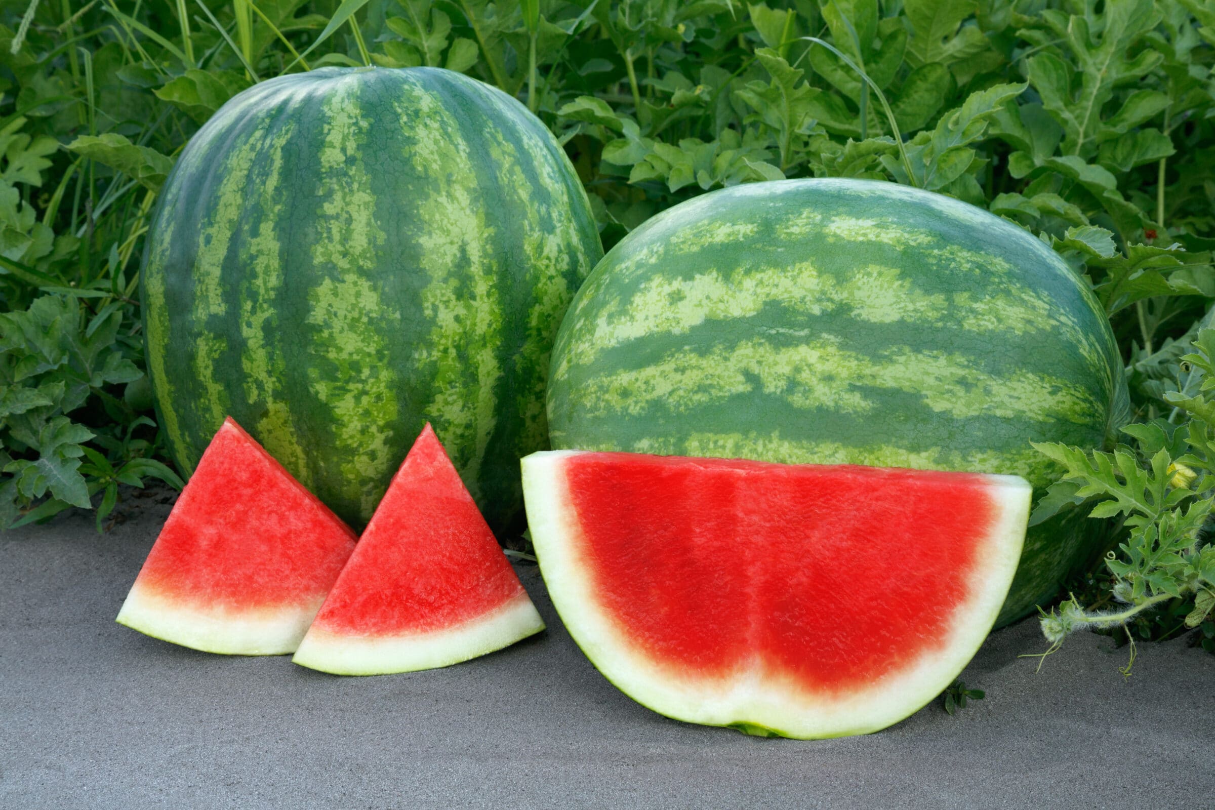 Unbridled Watermelon (Primed)