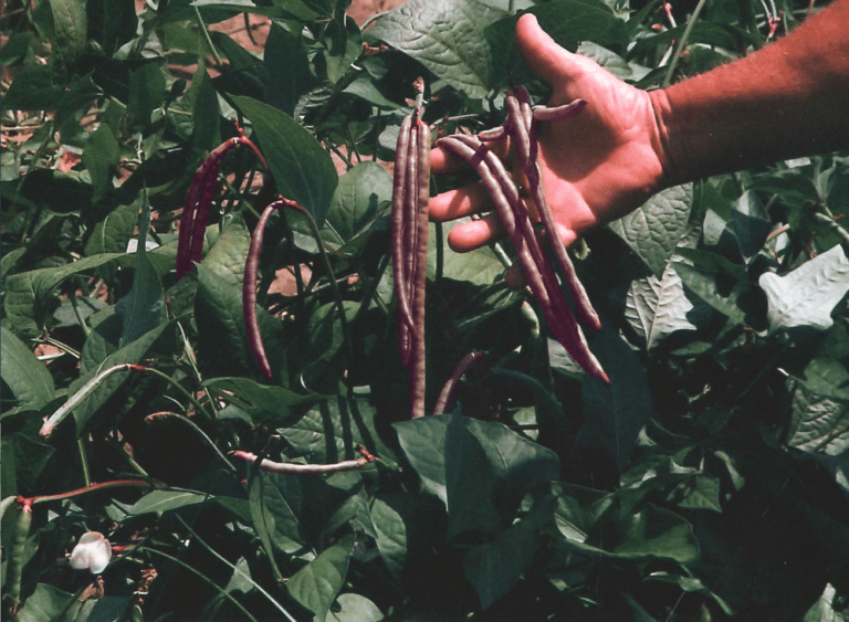 Mississippi Purple Crowder Cowpea (Not Treated) Seedway