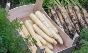 White Satin Carrot (Not Treated)