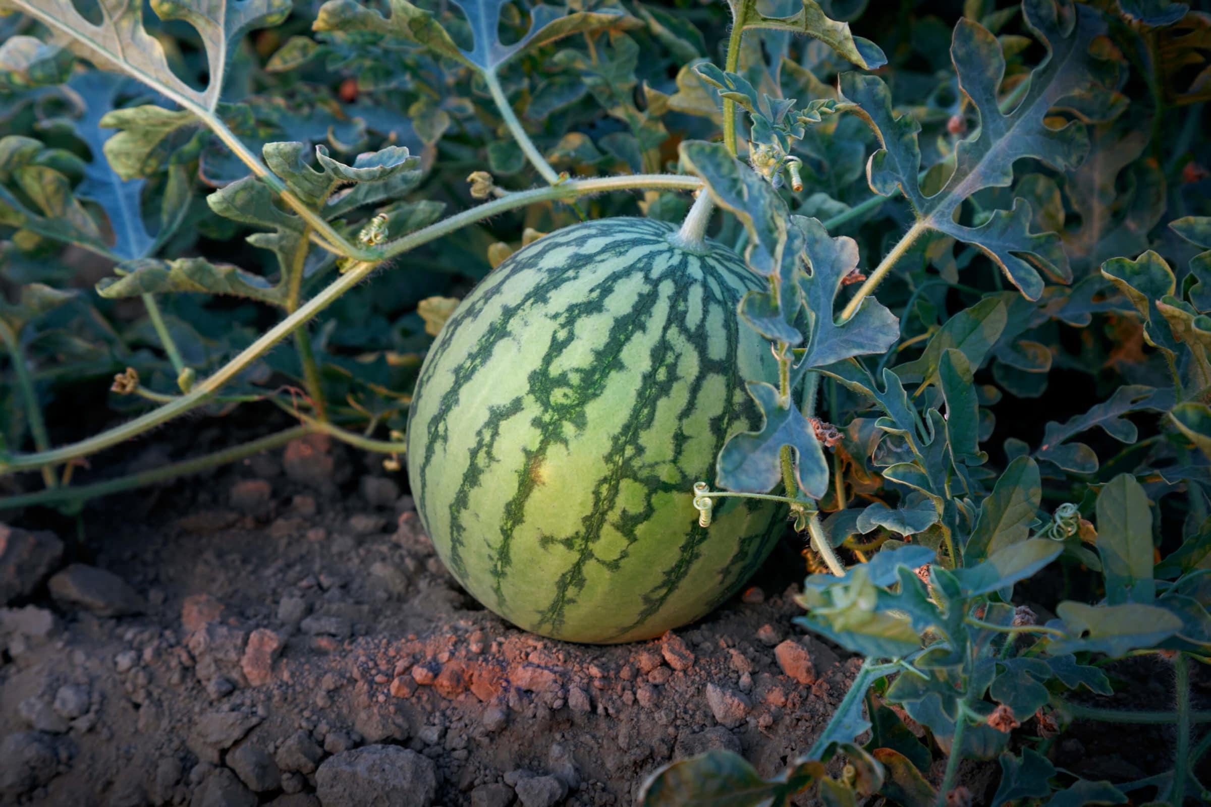 Wild Card Plus Pollinator (Treated)