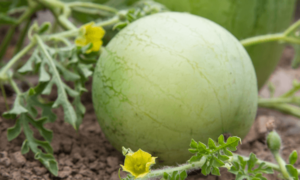 Wingman Pollinator (Treated Seed)