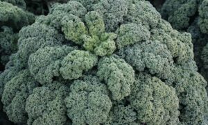 Winterbor Kale (Not Treated)