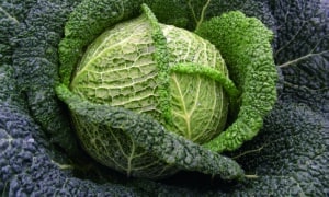 Wirosa Cabbage (Not Treated)
