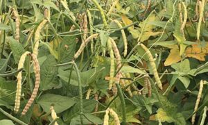 Zipper Cream Cowpea (Treated Seed)