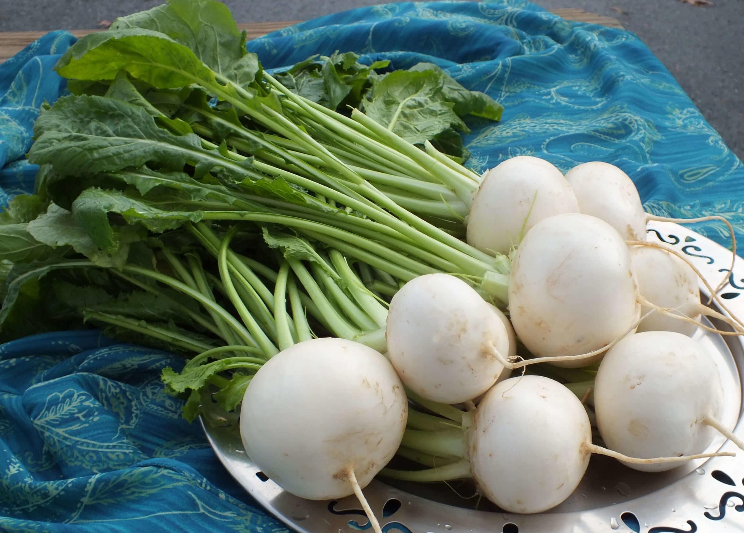 Bella Luna Turnip (Not Treated)