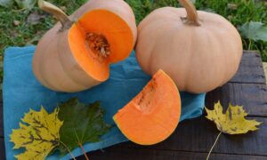 Butterkin Squash (Farmore)