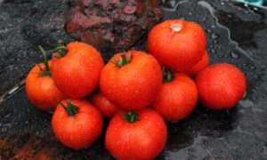 Charger Tomato (Not Treated)