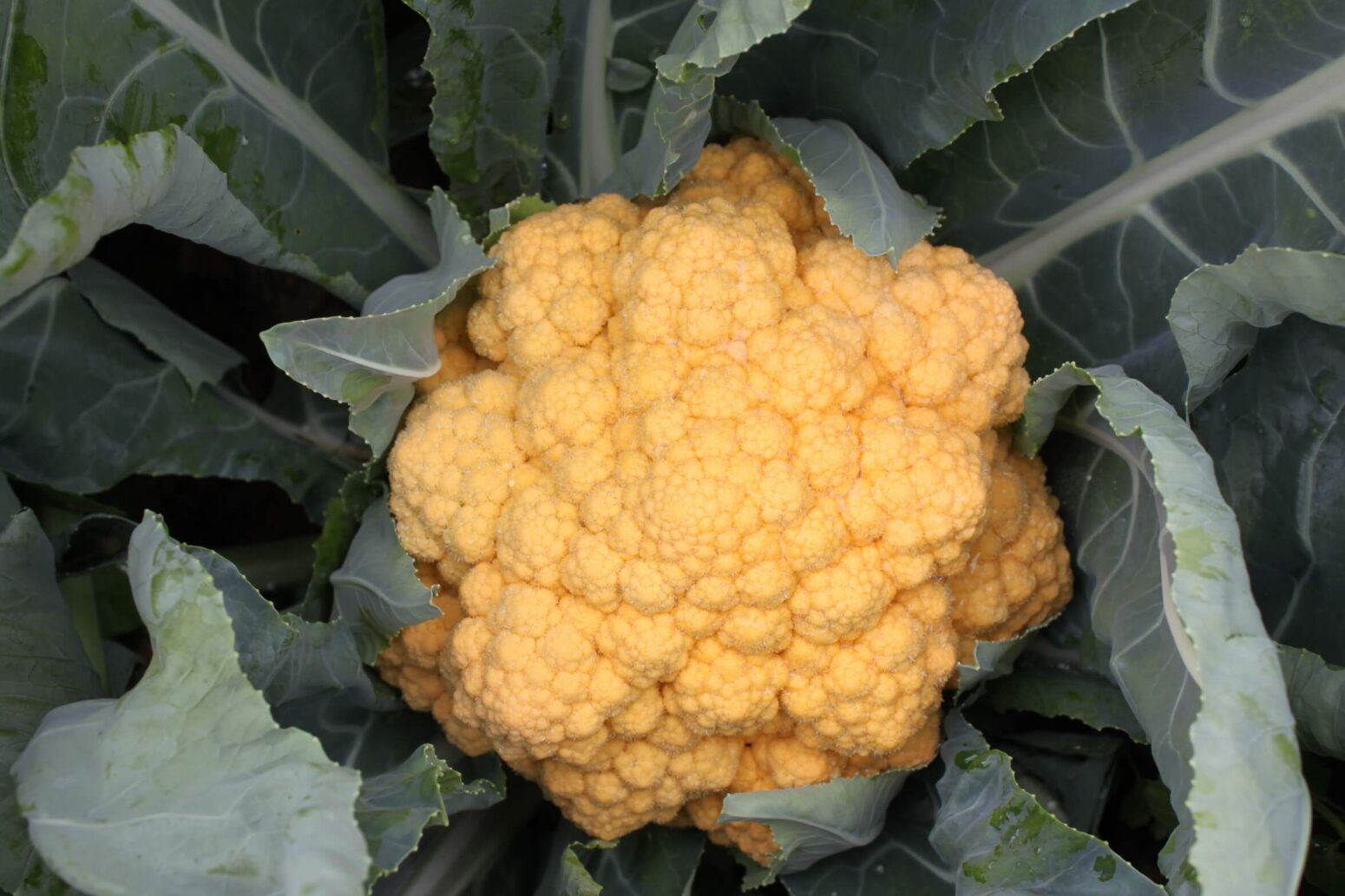 Cheddar Cauliflower (Treated Seed) Seedway