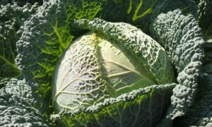 Clarissa Cabbage (Not Treated)