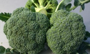 Expo Broccoli (Not Treated)