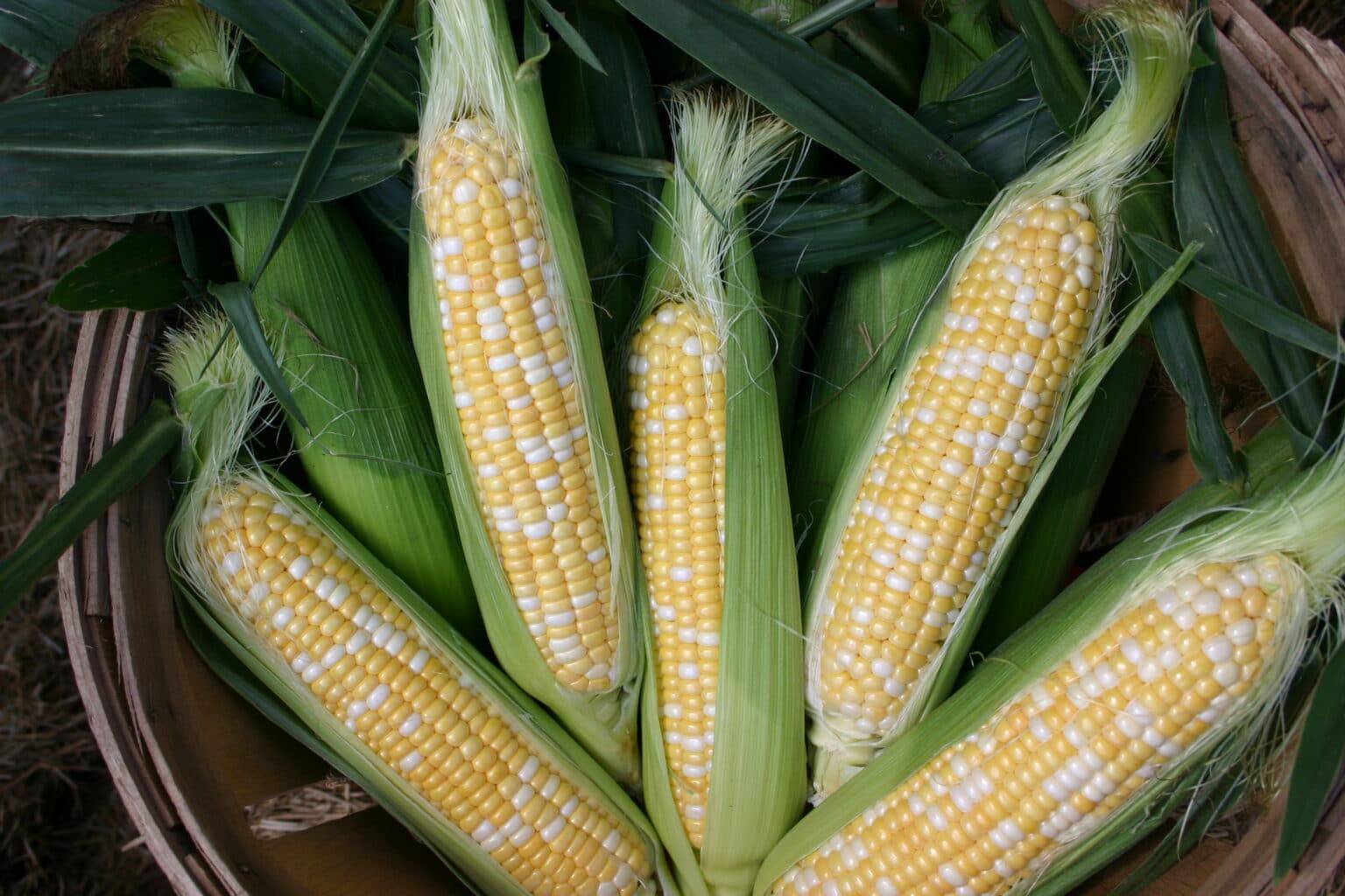 Fantastic XR Sweet Corn (Not Treated) Seedway