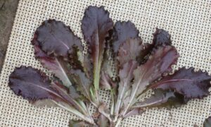 Figueroa (Baby Leaf) (Not Treated Seed)