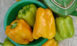 Flavorburst (Organic)