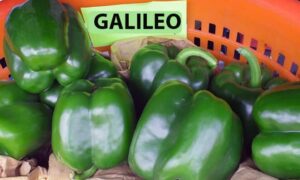 Galileo Bell Pepper (Not Treated)