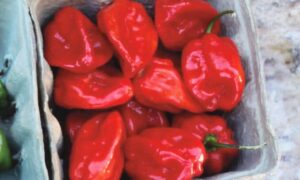 Habanero Red Pepper (Treated Seed)