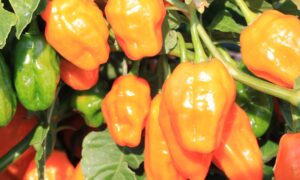 Helios Habanero Type Pepper (Treated Seed)