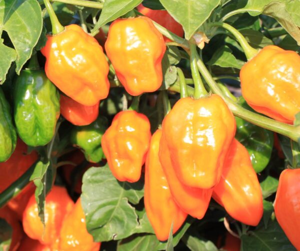 Helios Habanero Type Pepper (Treated Seed) | Seedway