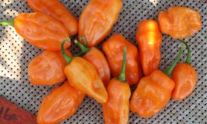 Helios Habanero Type Pepper (Not Treated)