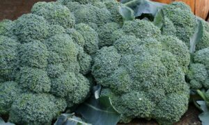 Imperial Broccoli (Not Treated)