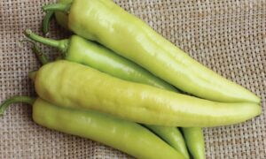 Inferno Banana Pepper (Not Treated)