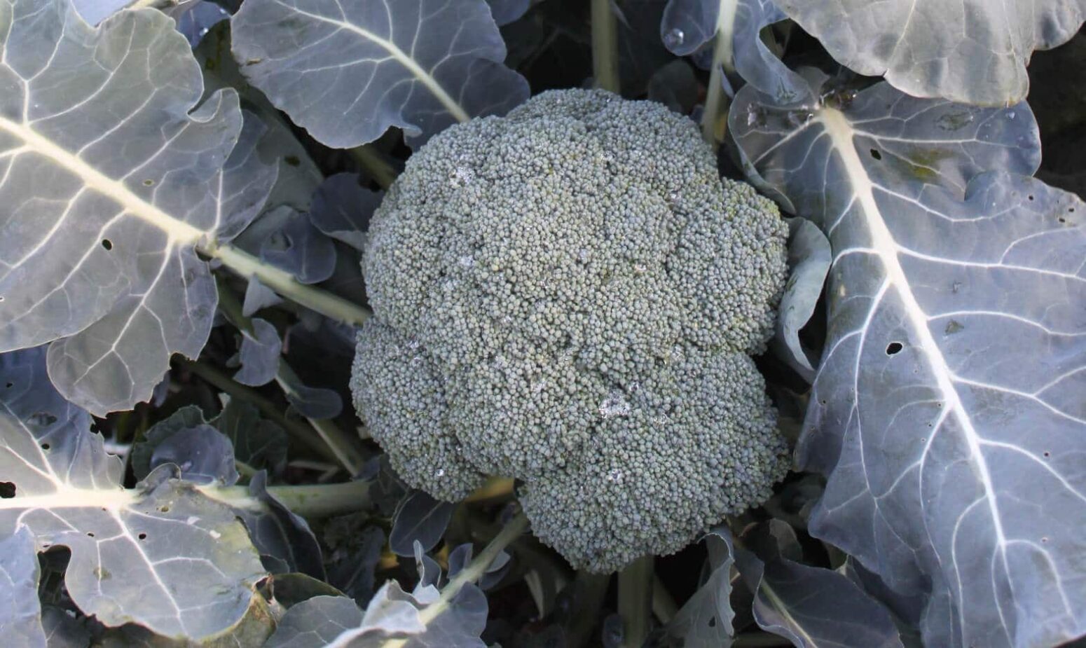 Ironman Broccoli (Treated Seed) Seedway
