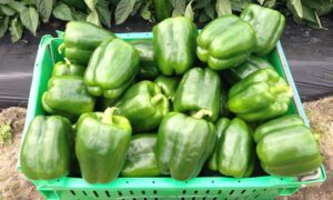 Islamorada Bell Pepper (Not Treated)