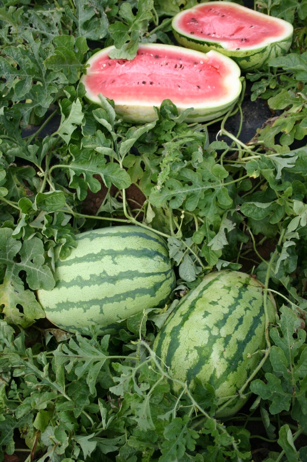Jubilee Watermelon (Treated Seed) Seedway