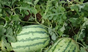 Jubilee Watermelon (Treated Seed)