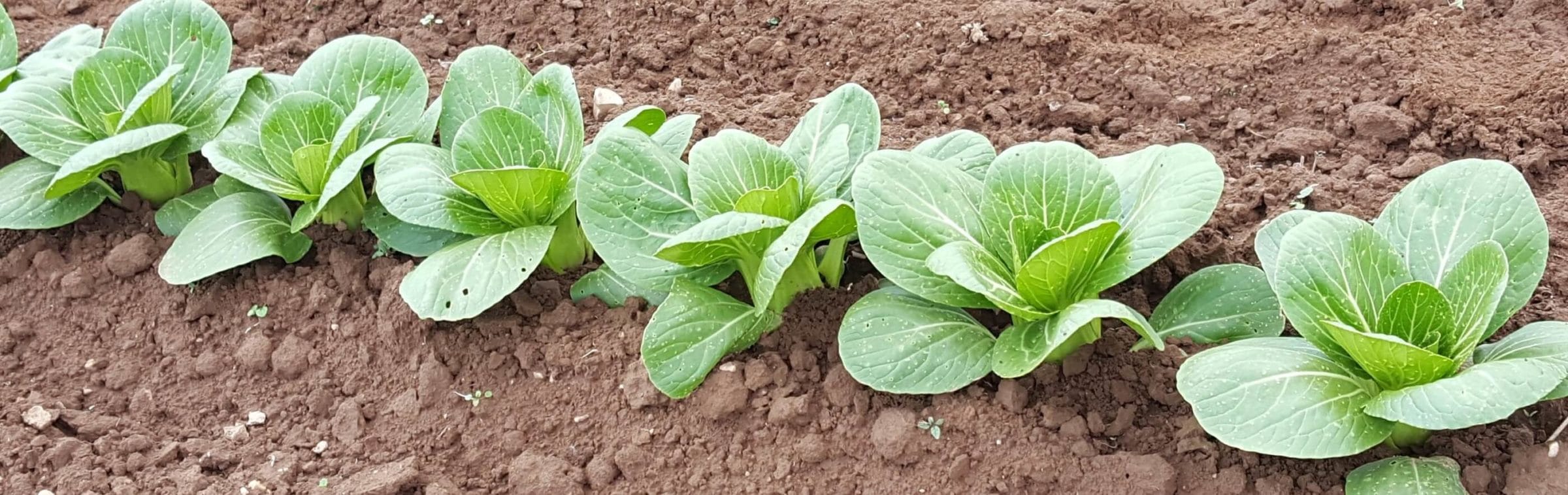 Li Ren Choi Pak Choi (Treated Seed)