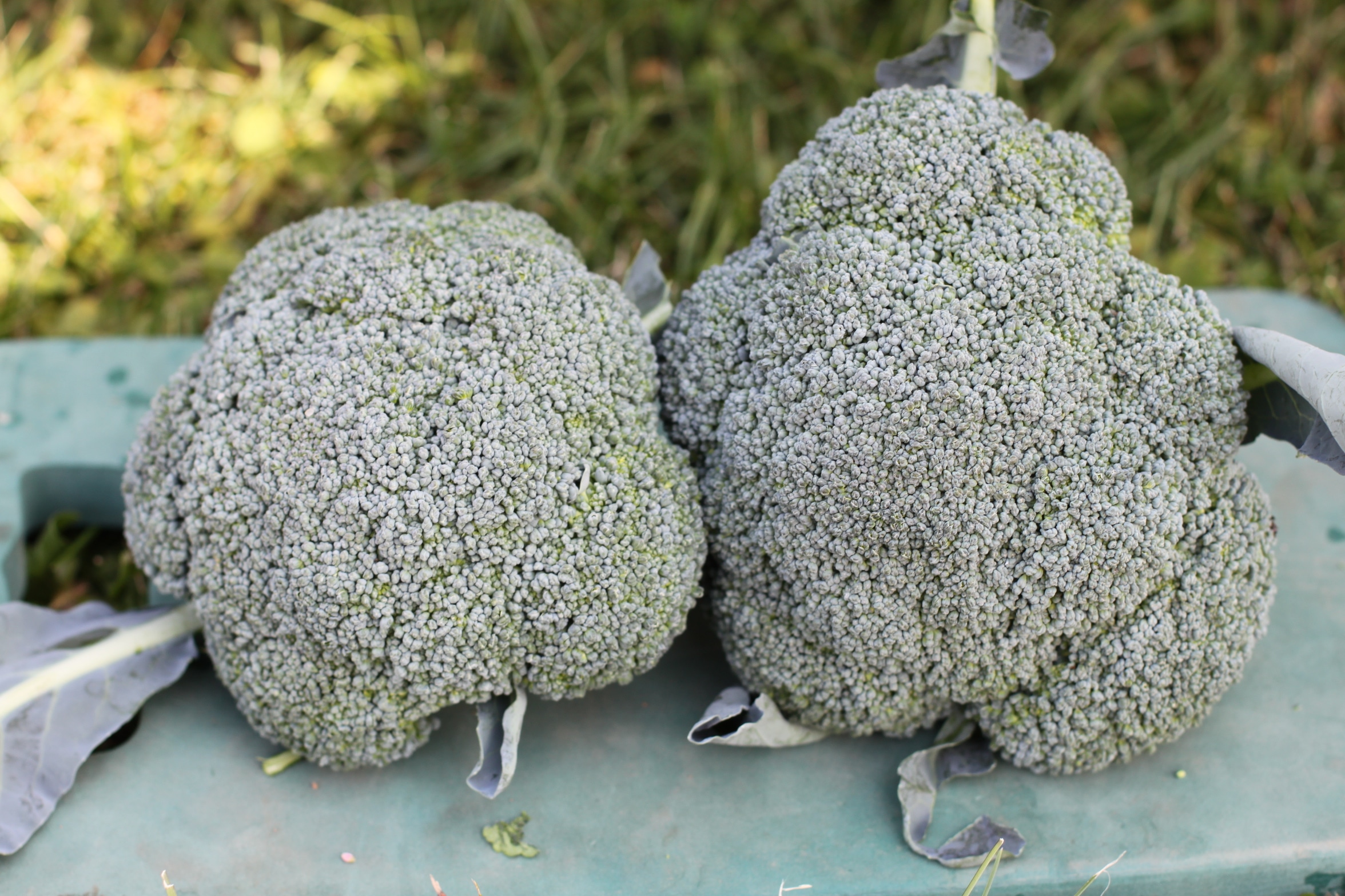 Lieutenant Broccoli (Not Treated) Seedway