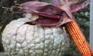Marina Di Chioggia Pumpkin (Not Treated)