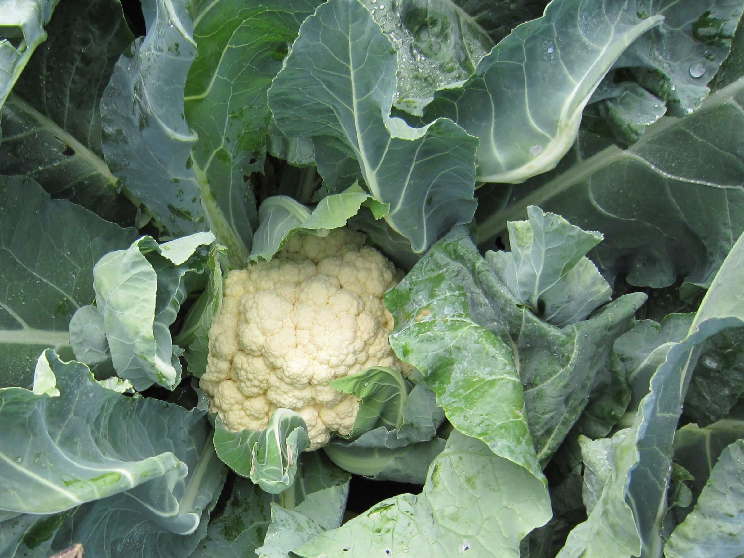 Minuteman Cauliflower (Treated Seed) - Image 2